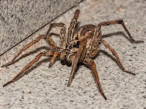 Comparing Tarantula Spiders and Wolf Spiders: What's the Difference?