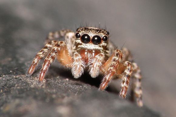Jumping Spiders: What They Eat, How Far They Jump & More